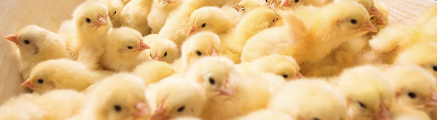 首页-RG皇家视讯厅真人官方网站